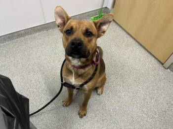 KODIAK -  Pit Bull Terrier and German Shepherd Dog Dog for Adoption in Loveland, Colorado - KODIAK | PetCurious