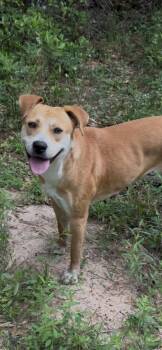 American Staffordshire Terrier and Labrador Retriever Dogs Available for Adoption in Conroe, Texas - Gretchen | PetCurious