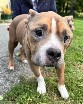 Autumn -  American Staffordshire Terrier and American Bulldog Dog for Adoption in Mendham, New Jersey - Autumn | PetCurious