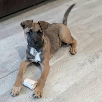 Nolan -  Shepherd and Mixed Breed Dog for Adoption in Pelham, New Hampshire - Nolan | PetCurious