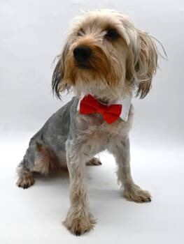 Yorkshire Terrier Dogs Available for Adoption in Mobile, Alabama - Taco. (12 Lbs Of Sweetess). Video | PetCurious