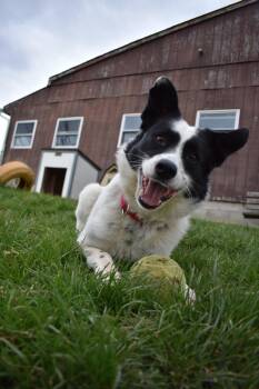 Cooper -  Border Collie Dog for Adoption in Altoona, Pennsylvania - Cooper | PetCurious