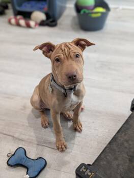 Pudge Rolls -  Shar Pei Dog for Adoption in Boston, Massachusetts - Pudge Rolls | PetCurious