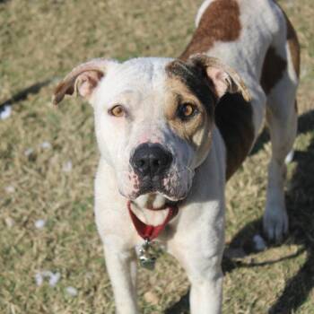 Rescue Pit Bull Terrier Dogs for Adoption in Cleveland, Mississippi - Stacy | PetCurious