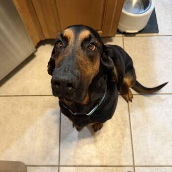 Lucy -  Bloodhound Dog Available for Adoption - Lucy | PetCurious