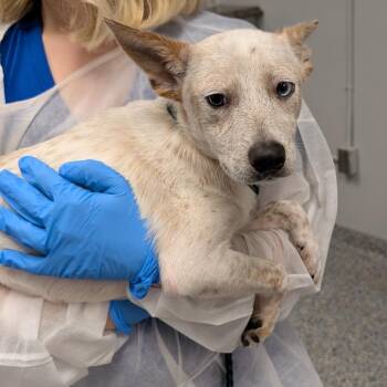 Scout -  Mixed Breed Dog for Adoption in Greenville, South Carolina - Scout | PetCurious