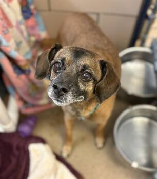 LIONEL -  Pug and Mixed Breed Dog Available for Adoption in Fort Wayne, Indiana - LIONEL | PetCurious