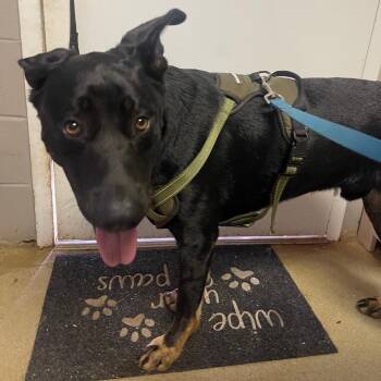 Diesel -  Shepherd and Mixed Breed Dog for Adoption in Valley, Alabama - Diesel | PetCurious