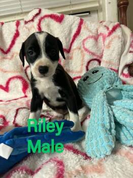 Labrador Retriever Dogs Available for Adoption in Pomfret, Connecticut - RILEY | PetCurious