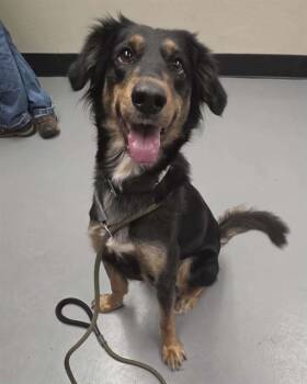 Grace -  Shepherd Dog for Adoption in Phoenix, Oregon - Grace | PetCurious