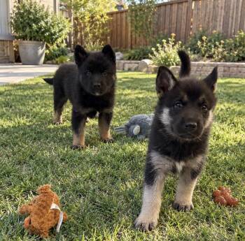 Nori and Lumi -  German Shepherd Dog Dog for Adoption in Cerritos, California - Nori And Lumi | PetCurious