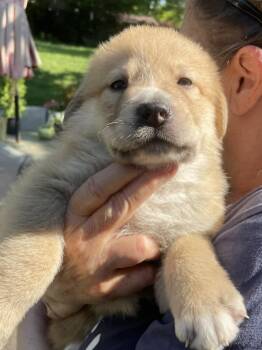 Shepherd and Husky Dogs Available for Adoption in Holly Springs, North Carolina - Lola - Sweets Litter | PetCurious