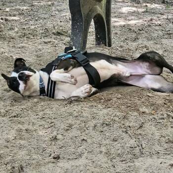 Mixed Breed Dogs Available for Adoption in Middleburg, Florida - Zaden (Brax)26465 | PetCurious