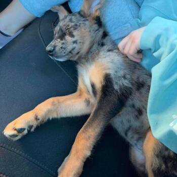 Catahoula Leopard Dog and Shepherd Dogs Available for Adoption in Brockport, New York - Nina | PetCurious