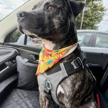 Dr. Pepper -  American Staffordshire Terrier Dog for Adoption in Blacksburg, Virginia - Dr. Pepper | PetCurious