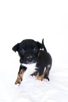 Newman -  Australian Shepherd Dog for Adoption in Bixby, Oklahoma - Newman | PetCurious