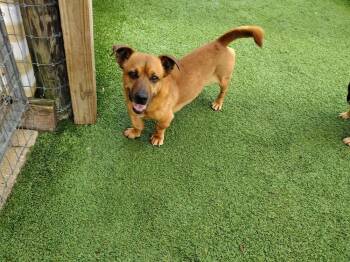 Corgi Dogs Available for Adoption in Winter Garden, Florida - Bowie | PetCurious