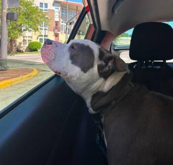 Pit Bull Terrier and Mixed Breed Dogs Available for Adoption in Kansas City, Missouri - Rhapsody | PetCurious