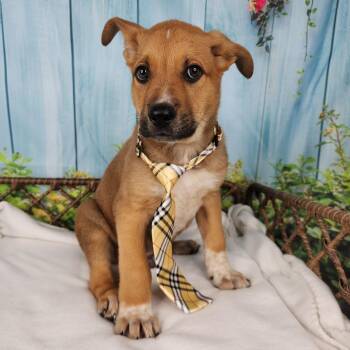 Shepherd Dogs Available for Adoption in Fort Wayne, Indiana - Sunkiss | PetCurious