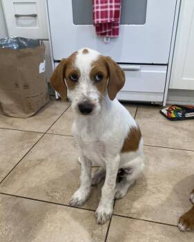 Uncle Sam -  Beagle and Standard Poodle Dog for Adoption in Orange, California - Uncle Sam | PetCurious