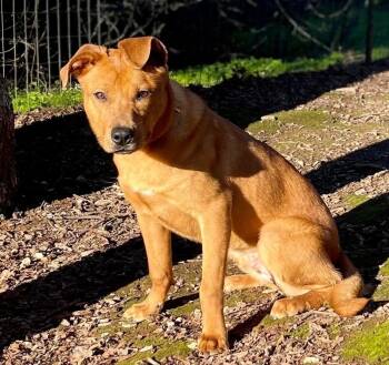 Labrador Retriever and Australian Cattle Dog Blue Heeler Dogs Available for Adoption - Rocko | PetCurious