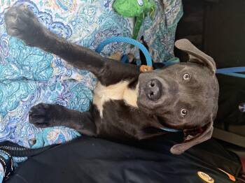 Rescue Staffordshire Bull Terrier Dogs for Adoption in Bakersville, North Carolina - Gator | PetCurious