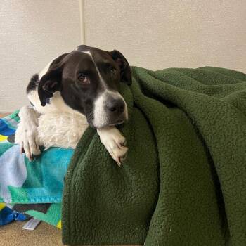 Rescue Black Labrador Retriever and Great Dane Dogs for Adoption in Austin, Texas - Kal | PetCurious