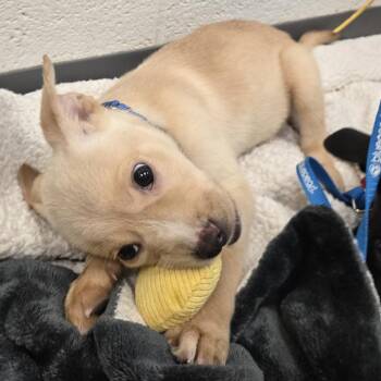 Mixed Breed Dogs Available for Adoption in Pittsburgh, Pennsylvania - Laura | PetCurious