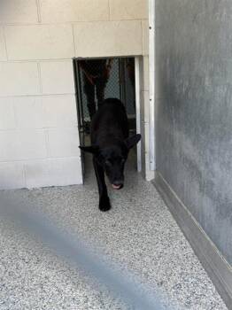 CHARLIE -  German Shepherd Dog Dog for Adoption in Brunswick, Georgia - CHARLIE | PetCurious