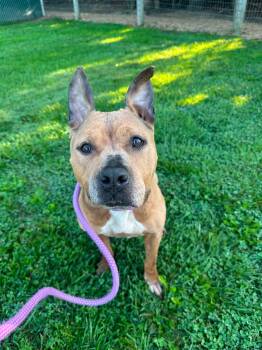 Heaven -  Mixed Breed Dog for Adoption in Myerstown, Pennsylvania - Heaven | PetCurious