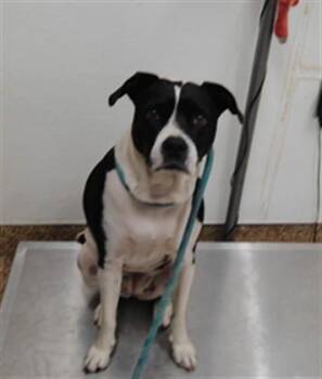 DOT -  Pit Bull Terrier and Mixed Breed Dog for Adoption in Albuquerque, New Mexico - DOT | PetCurious