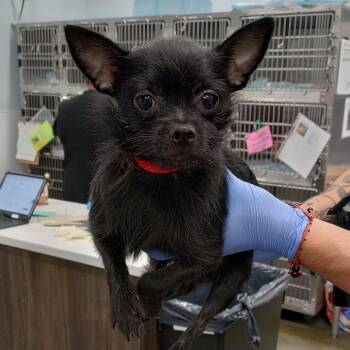 IVHS-Stray-141852 #5 -  Chihuahua and Terrier Dog for Adoption in San Gabriel, California - IVHS-Stray-141852 #5 | PetCurious