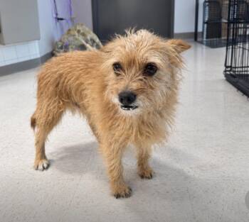 Mango -  Mixed Breed Dog for Adoption in Hobbs, New Mexico - Mango | PetCurious