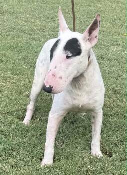 Felix -  Bull Terrier Dog for Adoption in Williston, Vermont - Felix | PetCurious