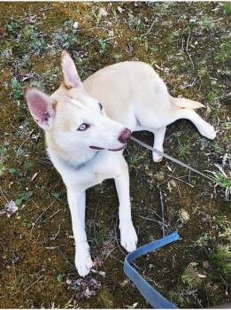 Husky Dogs Available for Adoption in Pegram, Tennessee - HUTCH | PetCurious