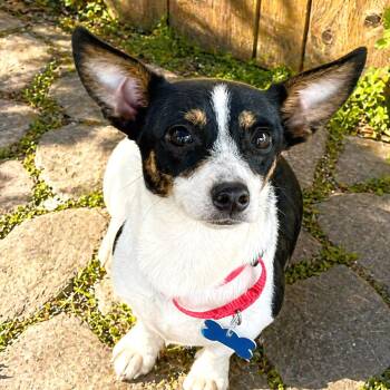 Chihuahua and Rat Terrier Dogs Available for Adoption in Boerne, Texas - Dot | PetCurious