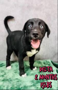 Labrador Retriever Dogs Available for Adoption in Holbrook, New York - DELTA | PetCurious