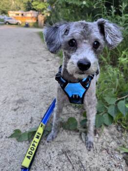 Chase -  Maltese and Miniature Poodle Dog for Adoption in Weare, New Hampshire - Chase | PetCurious