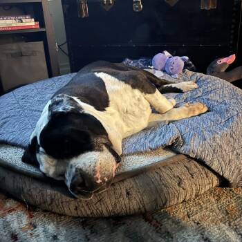 American Bulldog Dogs Available for Adoption in Ramona, California - Snooty | PetCurious