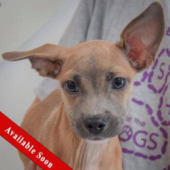 Reed -  Italian Greyhound and Shih Tzu Dog for Adoption in Huntley, Illinois - Reed | PetCurious