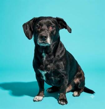 WINSTON -  Mixed Breed Dog for Adoption in Jacksonville, Florida - WINSTON | PetCurious