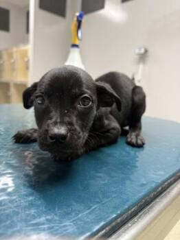 Avery -  Pit Bull Terrier and Mixed Breed Dog for Adoption in Pequot Lakes, Minnesota - Avery | PetCurious