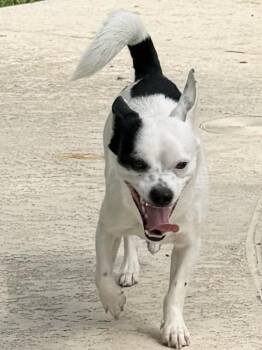 Chihuahua Dogs Available for Adoption in Baker, Louisiana - Joker | PetCurious