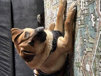 Shepherd Dogs Available for Adoption - Maxx | PetCurious