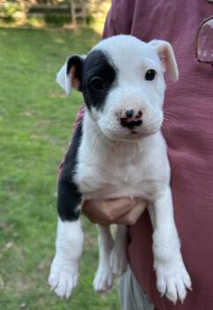 Pit Bull Terrier Dogs Available for Adoption in Winder, Georgia - SAYLOR 2026-158 | PetCurious