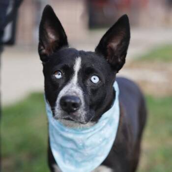 KIKI -  Australian Cattle Dog Blue Heeler Dog for Adoption in San Antonio, Texas - KIKI | PetCurious