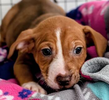 Clara -  Mixed Breed Dog for Adoption in St. Augustine, Florida - Clara | PetCurious