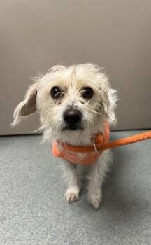 Maltese and Mixed Breed Dogs Available for Adoption - BELLA - IN FOSTER | PetCurious