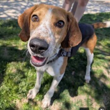 Mixed Breed Dogs Available for Adoption in Richmond, Virginia - Bright Eyes | PetCurious