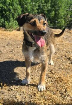 Matilda -  Mixed Breed Dog for Adoption in Othello, Washington - Matilda | PetCurious
